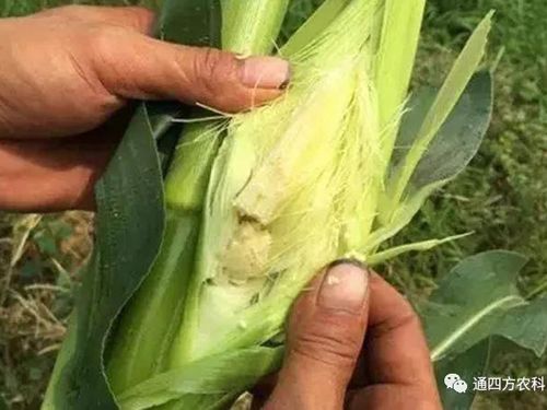 ���׶d���c�՗U��ԭ����