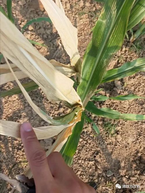 ���쵽����������ģʽ���_������������ɶΣ��������A����